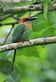 Broad-billed Motmot